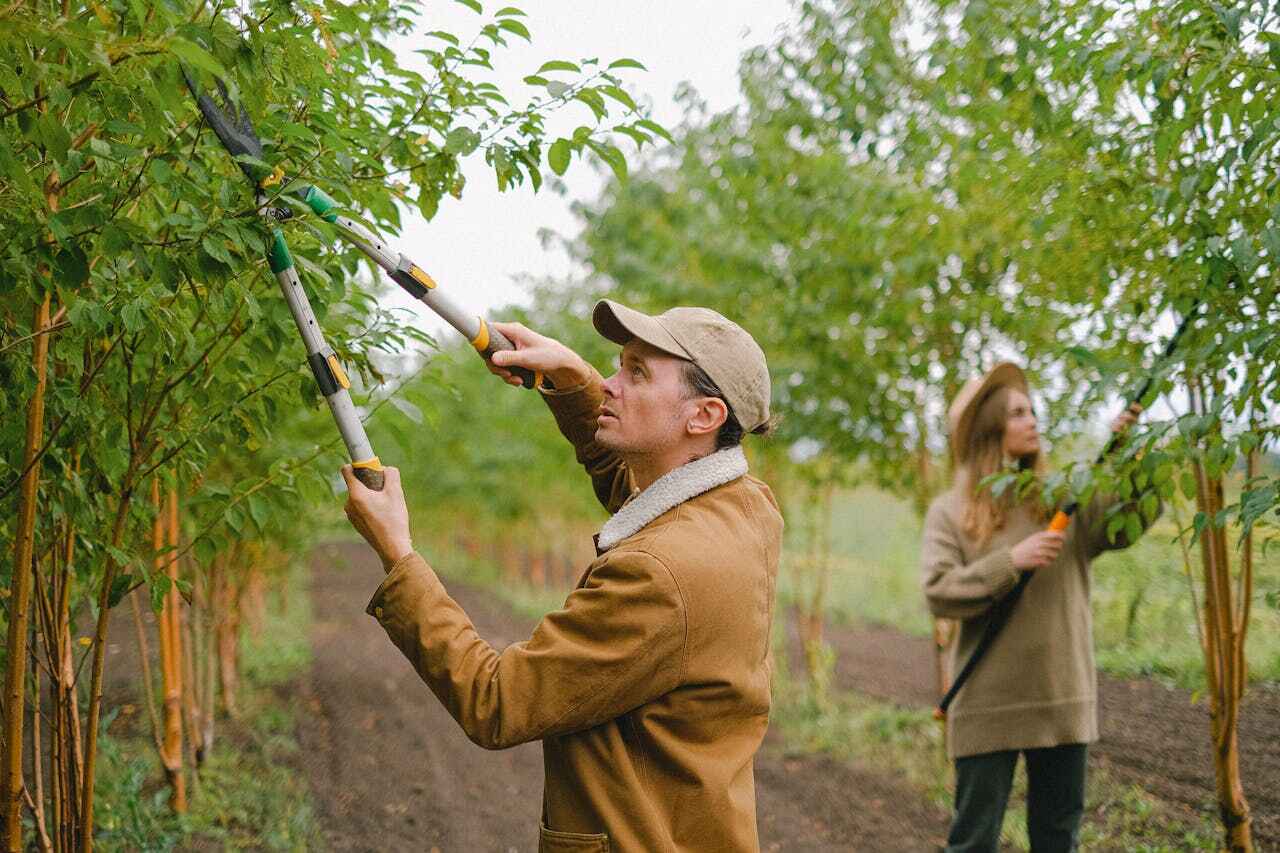 Best Tree Disease Treatment  in La Grange, TX